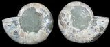 Polished Ammonite Pair - Agatized/Pyritized #54367-1
